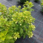 Hortenzia metlinatá (Hydrangea paniculata) ´DIAMANTINO´® – výška 30-60 cm, kont. C2L